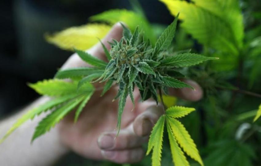 A marijuana plant ready for trimming.