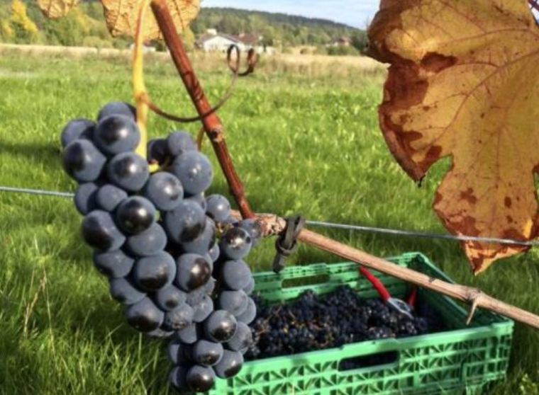 A photo of grapes hanging on a vine during harvest at the Lerkekasa vineyard in Norway.