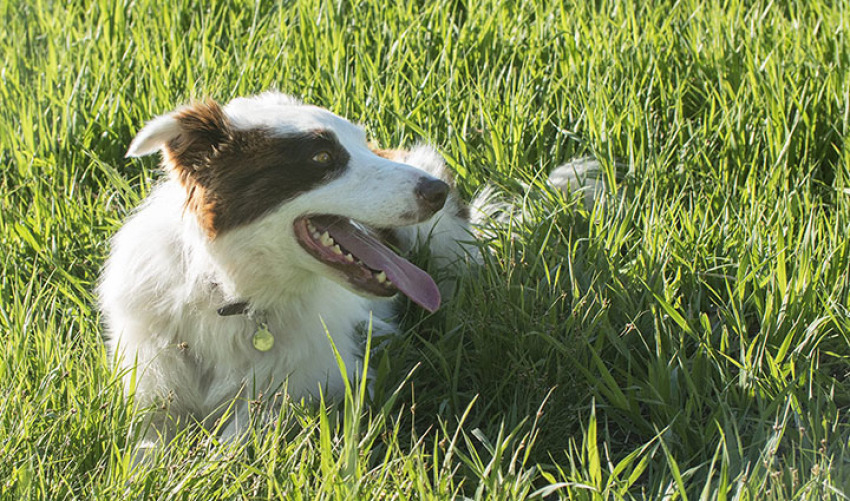 That stray dog is "Pluto" who comes out of nowhere and quickly makes himself at home with the Davis family.