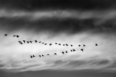 Flock of birds