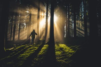 forest, seek, person