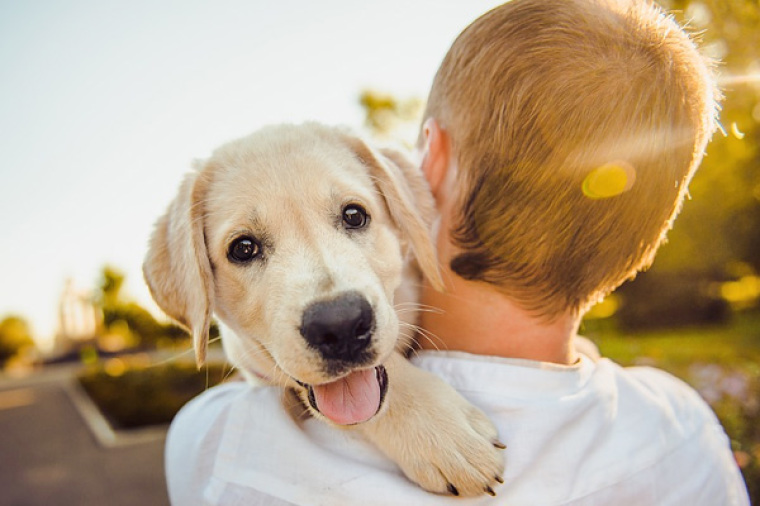 Dog and Owner