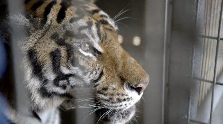 Tasha the tiger