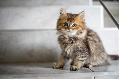 cat, pet, kitten