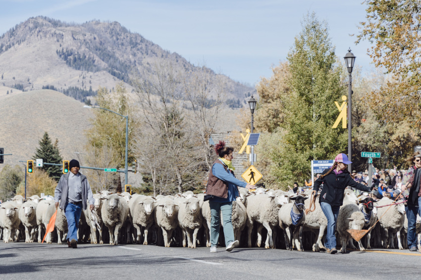 The Trailing of the Sheep Festival includes a parade of sheep down Main Street in Ketchum, Idaho.