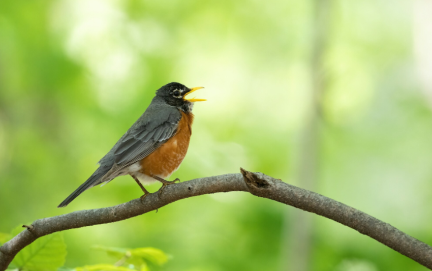 An American Robin.
