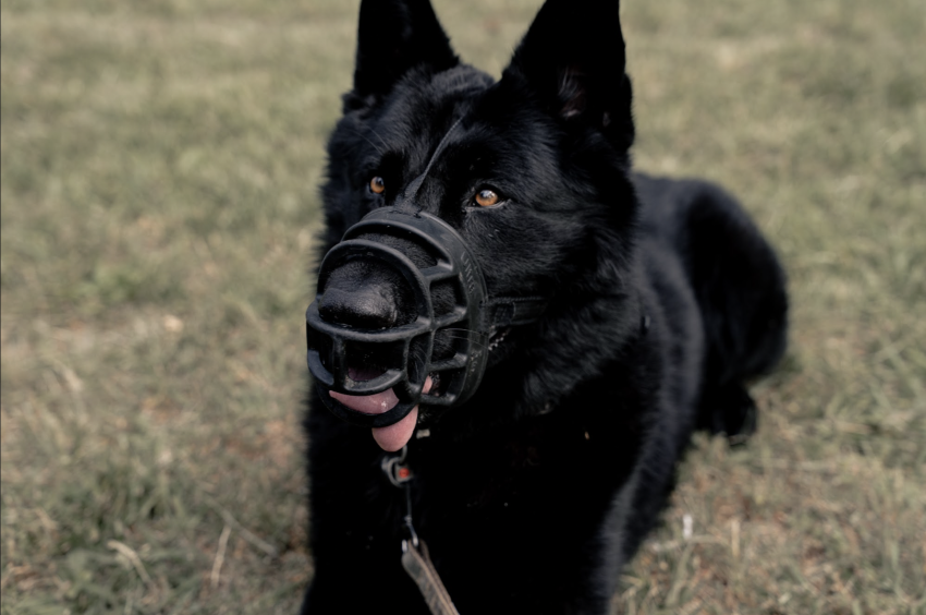 A military dog at Fort Campbell, Kentucky
