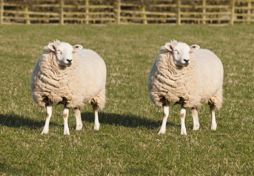 Two identical sheep standing in a field.