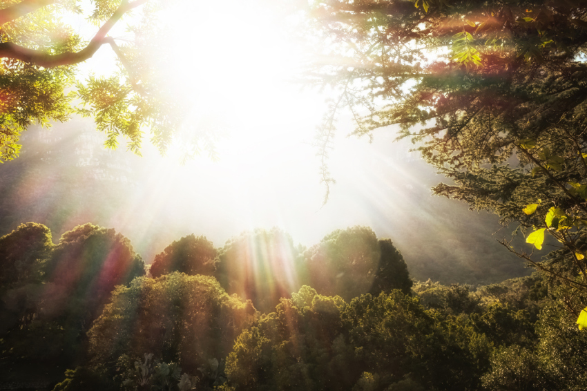 Garden of Eden: idyllic woodland with heavenly sunbeams stock photo