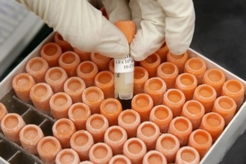 Credit : In this Oct. 22, 2008 file photo, research associate Crystal Pacutin pulls a frozen vial of human embryonic stem cells at the University of Michigan Center for Human Embryonic Stem Cell Research Laboratory in Ann Arbor, Mich. An appeals court gave short-t