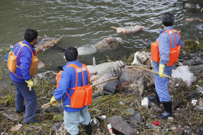Dead Pigs in China River
