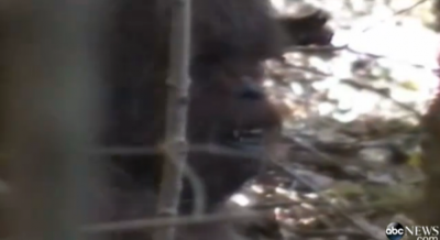 bigfoot footage