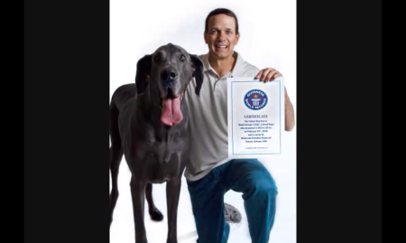 World's tallest dog, Giant George, has died aged 7.