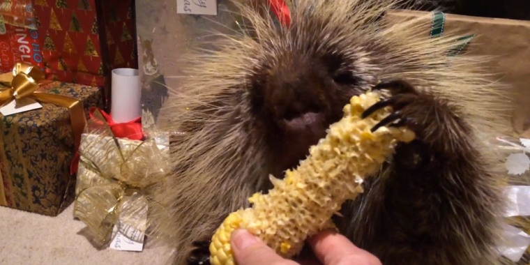 Teddy Bear the Talking Porcupine eats Christmas corn.