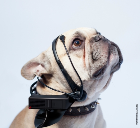 A dog models the No More Woof.