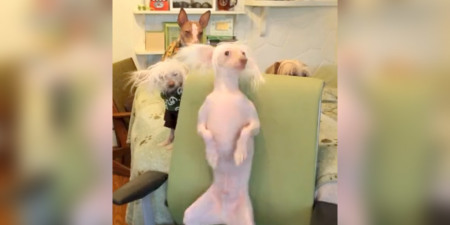 dancing hairless dog