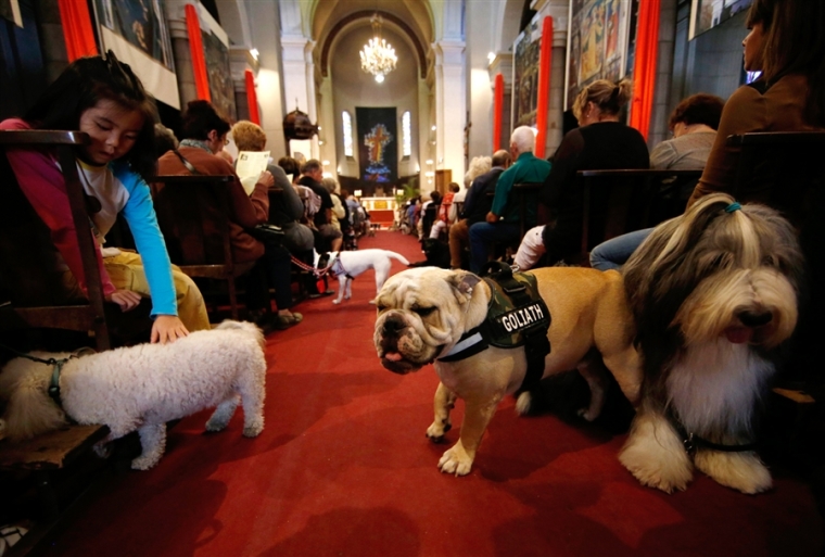 dogs in church