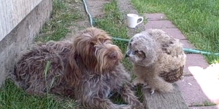 This Owl Petting And Kissing A Dog Is So Incredibly Sweet It S A Hoot Video The Christian Post,Bridal Shower Games Printable