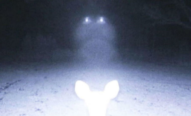 Deer UFO Photo