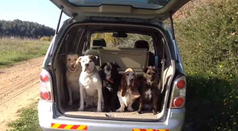 Dogs in a van