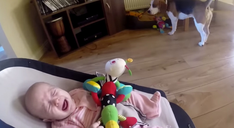 Charlie the beagle and baby