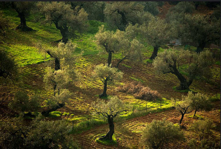 olive tree israel