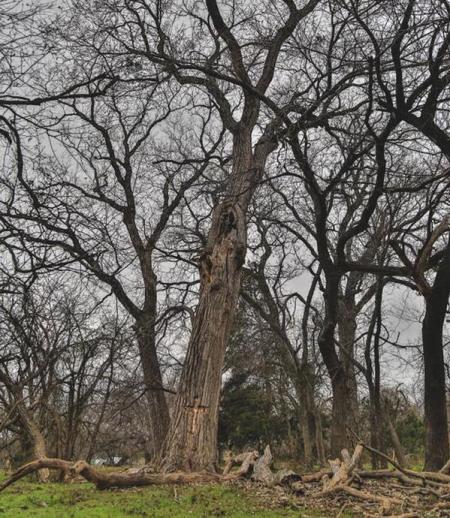 The Texas Cottonwood tree that Annabel Wilson Beam fell into three years ago at age 9. Now 12, she claims she was saved by Jesus Christ and saw heaven, which she describes in the book, "Miracles From Heaven."