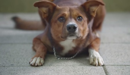 A screenshot capture of a dog waiting on its owner.