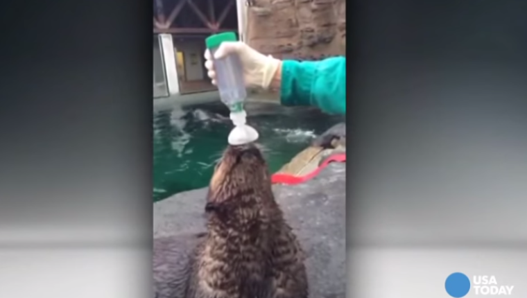 The First Otter With Asthma Has Learned To Use An Inhaler