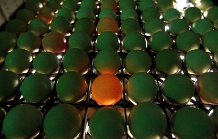 An egg without an embryo glows red among fertilized eggs in an incubator at a poultry farm in the village of Pesochnaia Buda, some 330 km (206 miles) southeast of Minsk, June 11, 2013.