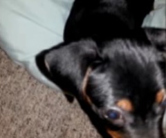 Puppy Put Down for Having 'Unknown Demons' at San Antonio Shelter, Woman May Press Charges