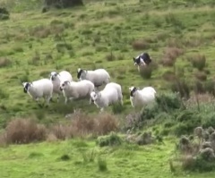 Shepherd's Best Friend: This Super Cute Video Shows Border Collies Herding Sheep
