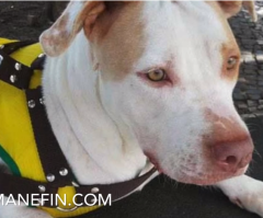 You Won't Believe How Close This Dog Once Was to Death's Door; Watch Its Amazing Transformation After It Was Left for Dead (Graphic)