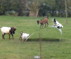 Goats Have the Time of Their Lives Playing on a Steel Ribbon - You Will Laugh! (VIDEO)
