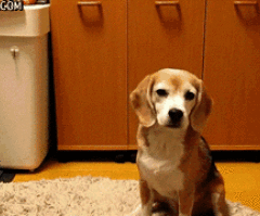 Sweet, Determined Yorkie Dog is Hilariously Horrible at Playing Catch (VIDEO)