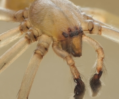 Spiders Gasoline Recall? Fears of Spiders in Gas Tanks Spark Mazda 6 Recall (PHOTO, VIDEO)