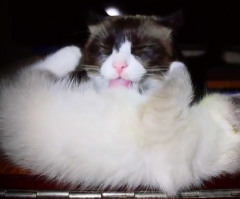 This Cat is the Most Loving Mama - Whoops! Maybe Not (VIDEO)