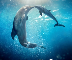 'Dolphin Tale 2' Stars Discuss Faith, Poster and Trailer for Inspiring Film Released (VIDEO)