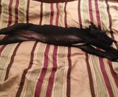 This Cute Pooch Knows Just How You Feel About Waking Up Too Early - See His Priceless Response (VIDEO)