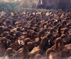 You Have to See This Insane Stampede, a Duck Commander's Dream Come True (VIDEO)