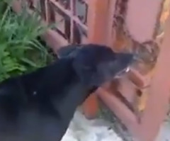 The Secret Behind These Dogs' Heated Argument Will Leave You Laughing Out Loud