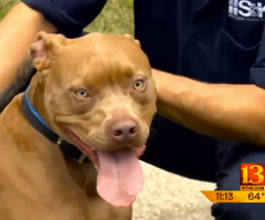 Hero Pit Bull Saves Deaf Boy as House Burns Down