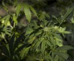 Study: Heavy Marijuana Use May Shrink Part of Brain Controlling Muscle, Senses