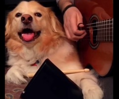 Amazing Dog Helps Her Human Play Some of Today's Biggest Hits!