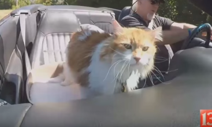 Heartwarming Story About Marley the 'Puppy Cat'
