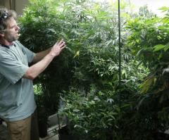 Billy Graham Answers: Is It OK to Use Marijuana If It's Legal in My State?