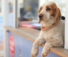 Why Christians Need to Care About Animals, Not Just Humans