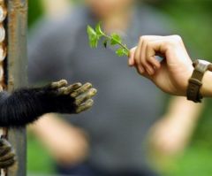 Most Religious Americans 'Not Strongly Wedded' to Either Creation or Evolution, Sociologist Says