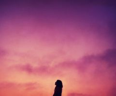 What Is Biblical Womanhood?
