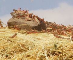 New wave of locusts threatens millions in Africa, Middle East with food insecurity